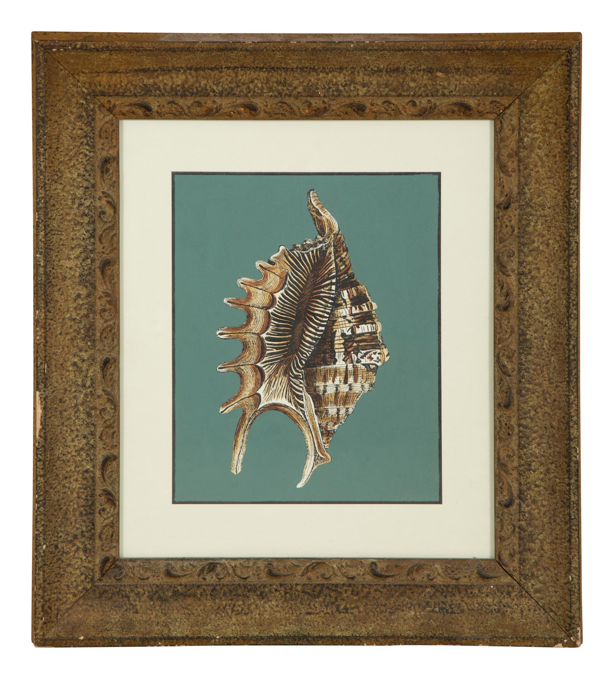 A Pair of Framed Serigraphs of Seashells