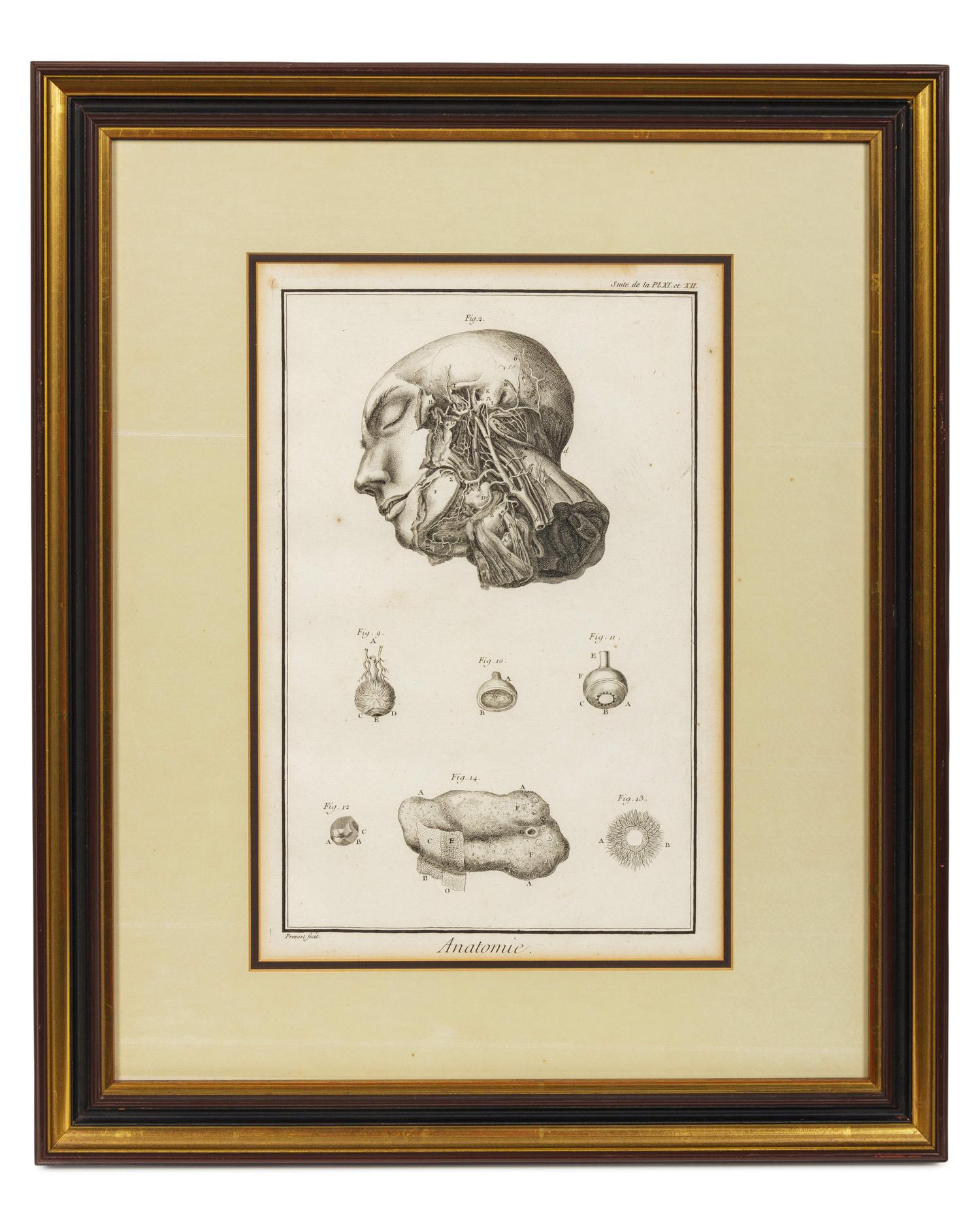 Anatomical Illustrations