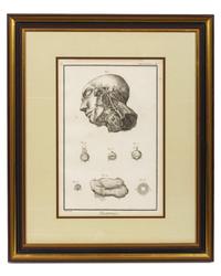 Anatomical Illustrations