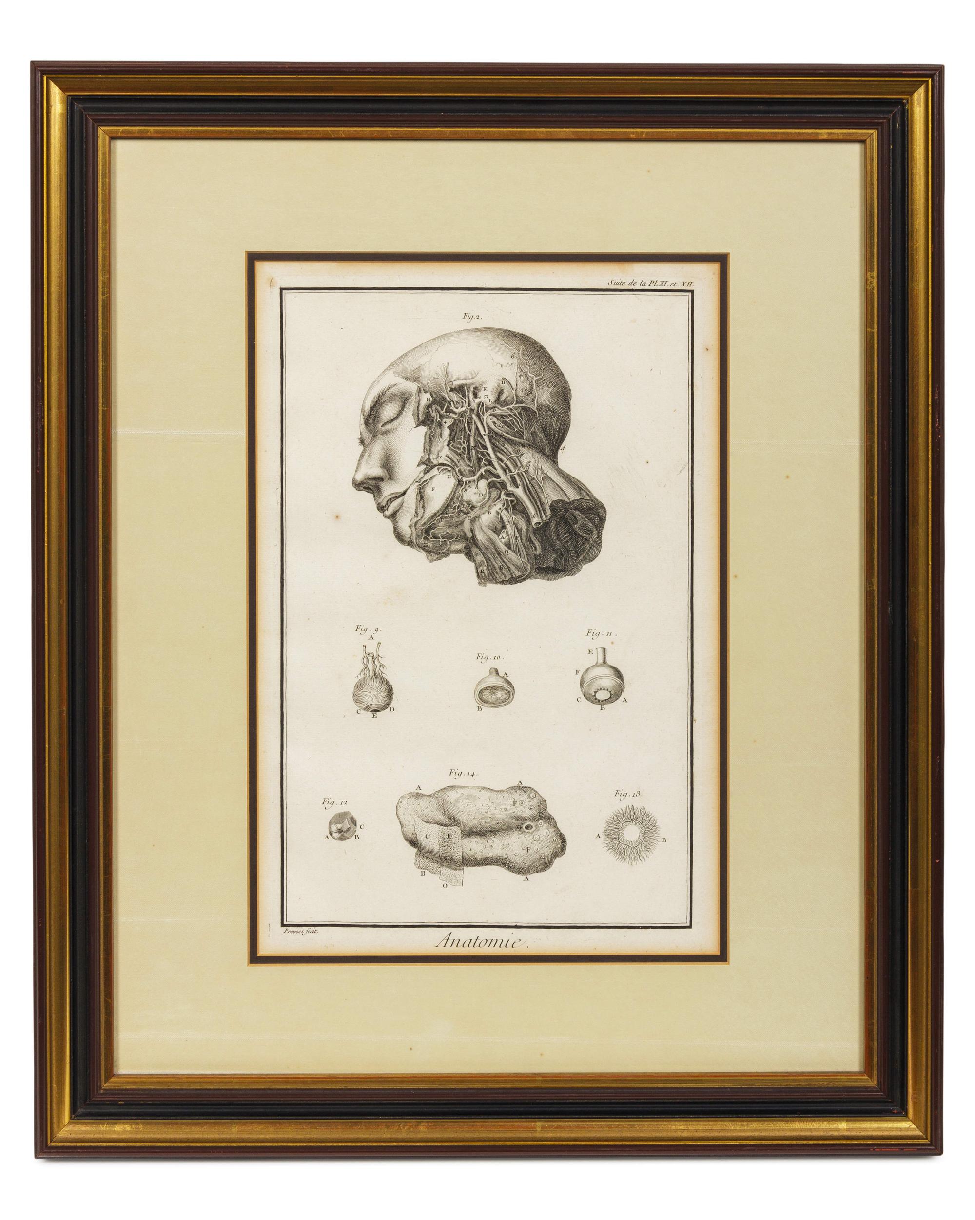 Anatomical Illustrations
