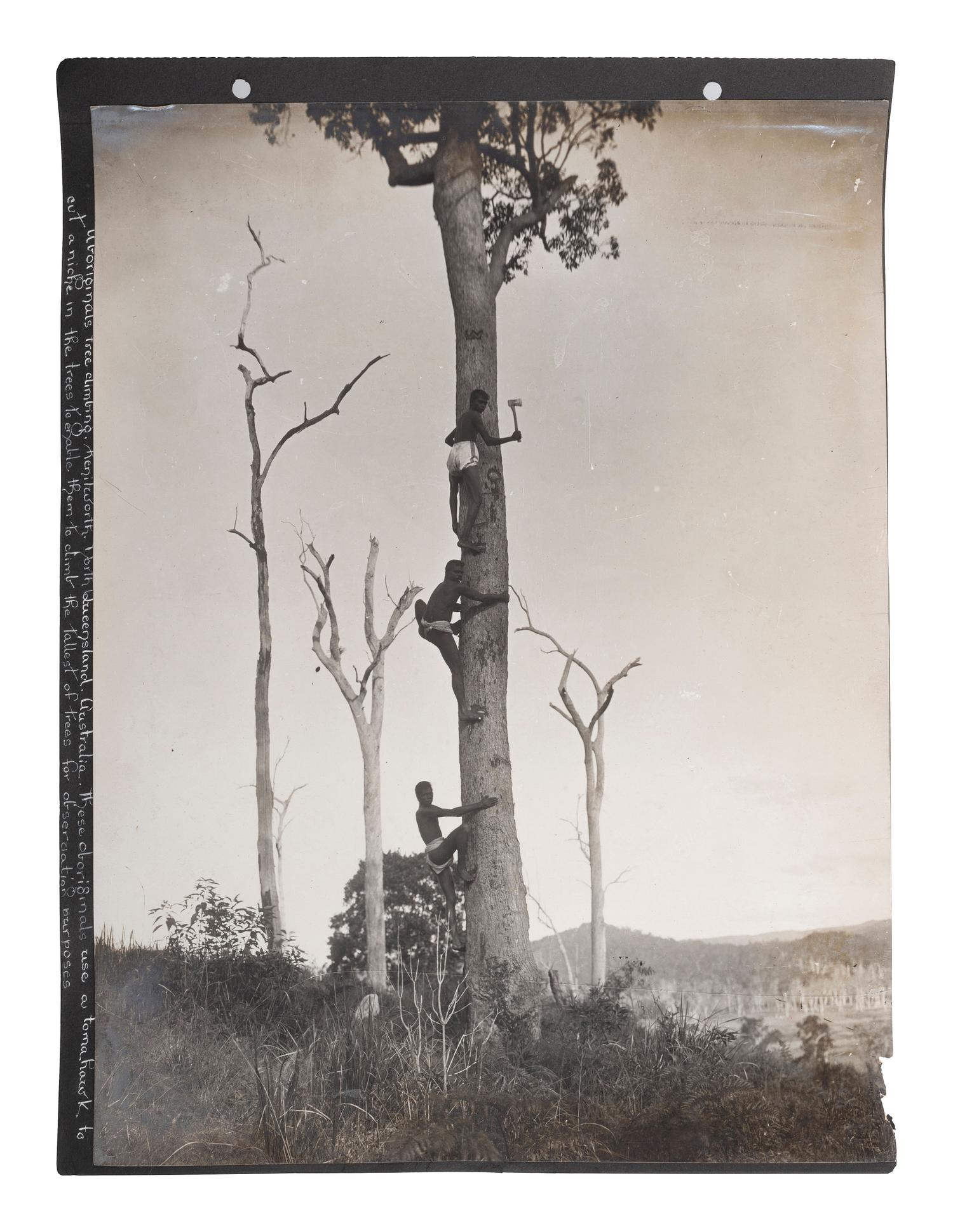 [EARLY PHOTOGRAPHY] -- [AUSTRALIA]. Album containing photographs of Queensland, Australia, incl. images of landscapes, timber hauling, and aboriginal Australians.