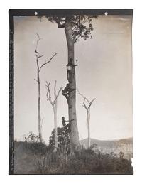 [EARLY PHOTOGRAPHY] -- [AUSTRALIA]. Album containing photographs of Queensland, Australia, incl. images of landscapes, timber hauling, and aboriginal Australians.