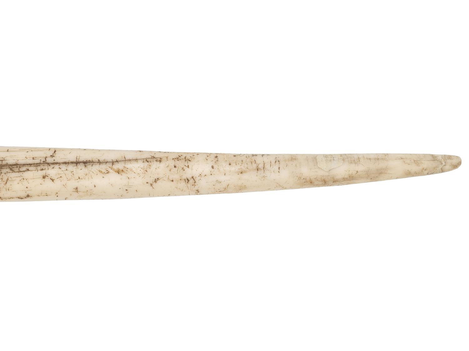 A Narwhal Tusk