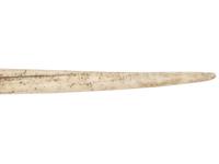 A Narwhal Tusk
