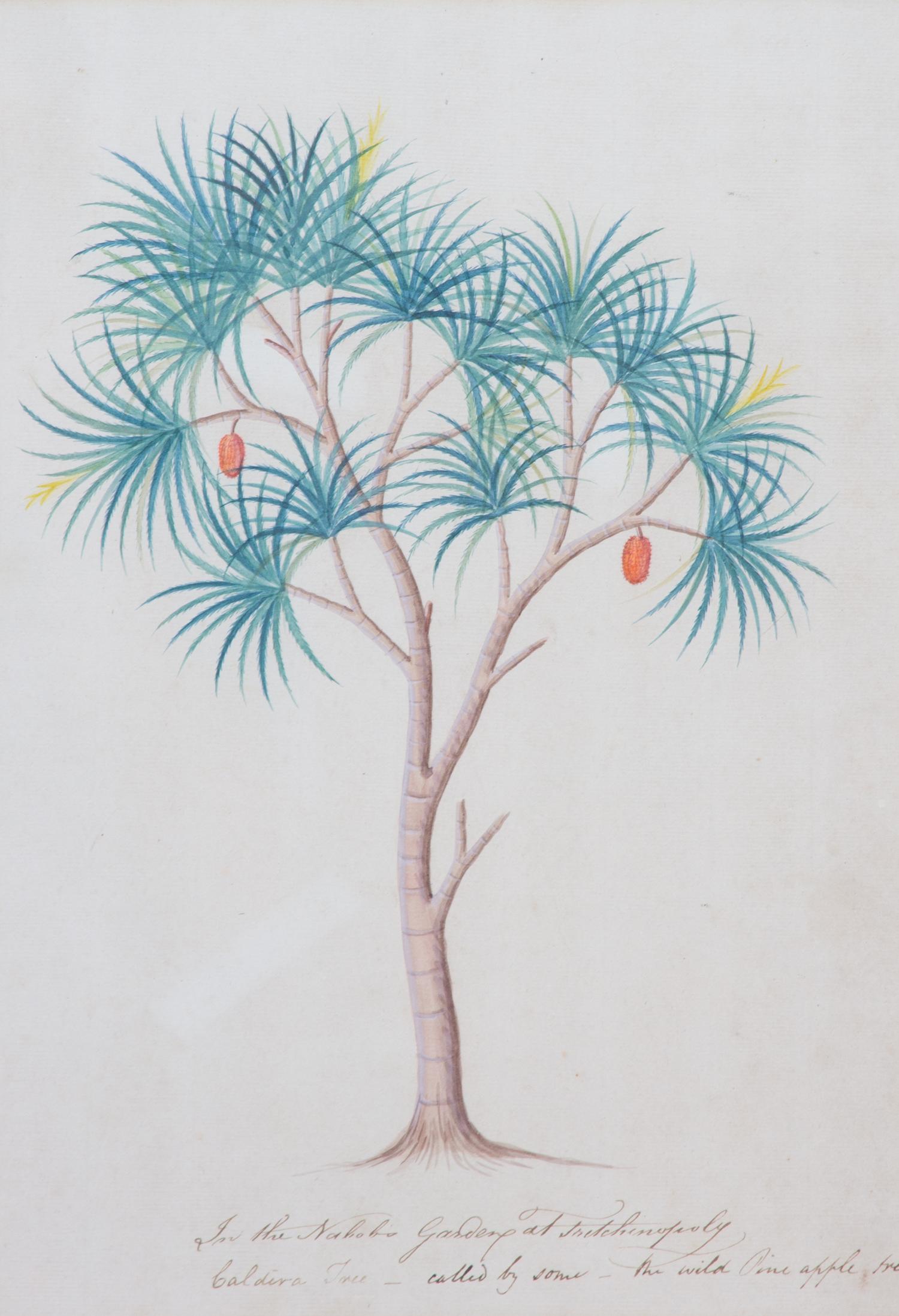 Artist Unknown, (19th Century), Seven Botanical Watercolors