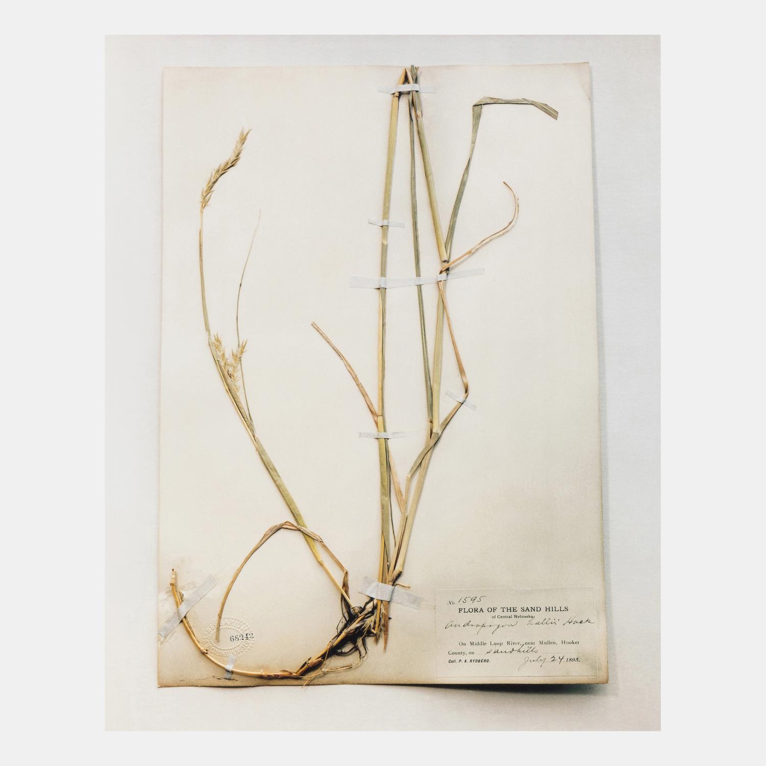 Field Museum, Andropogon, July 24, 1893 , 1999