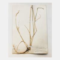 Field Museum, Andropogon, July 24, 1893 , 1999