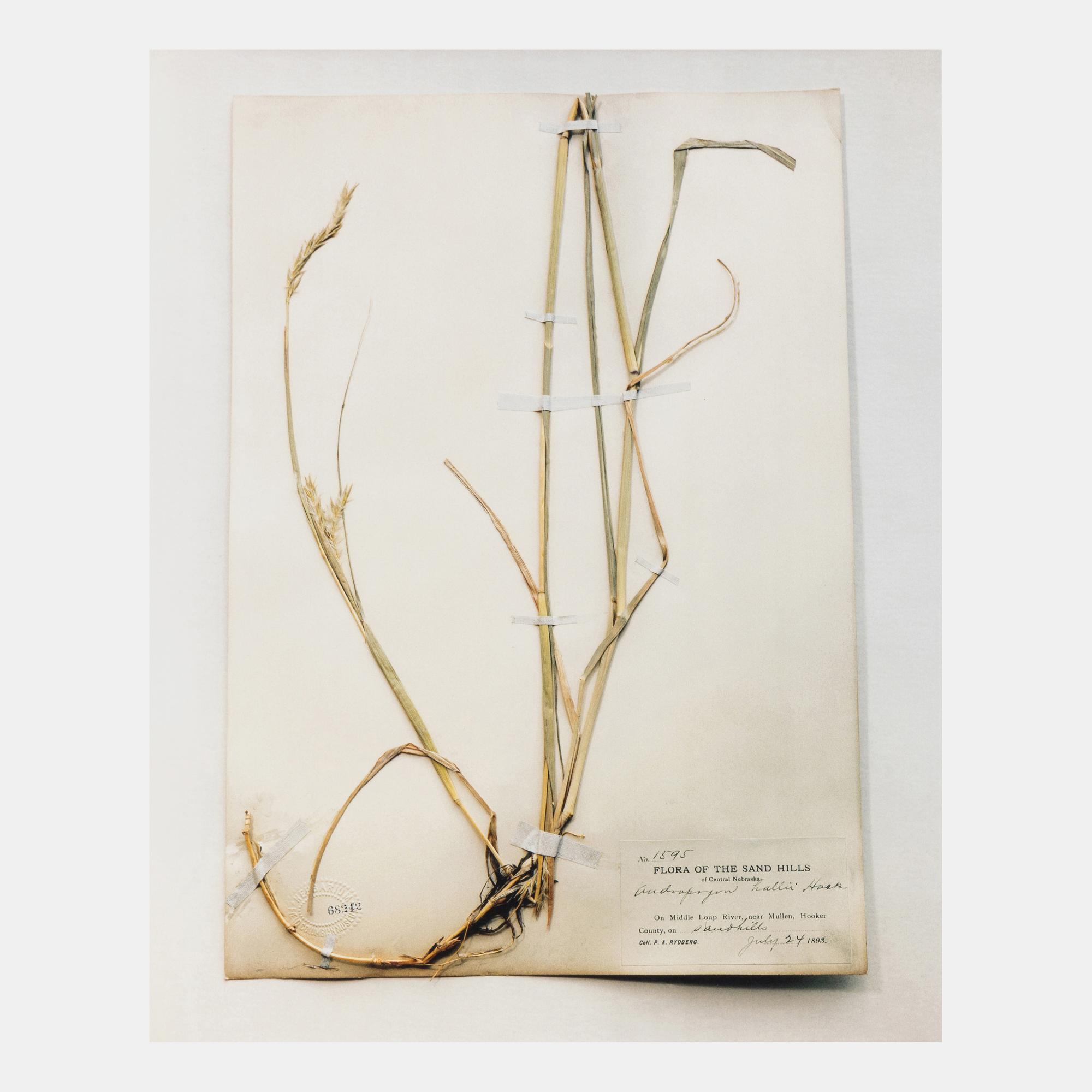 Field Museum, Andropogon, July 24, 1893 , 1999