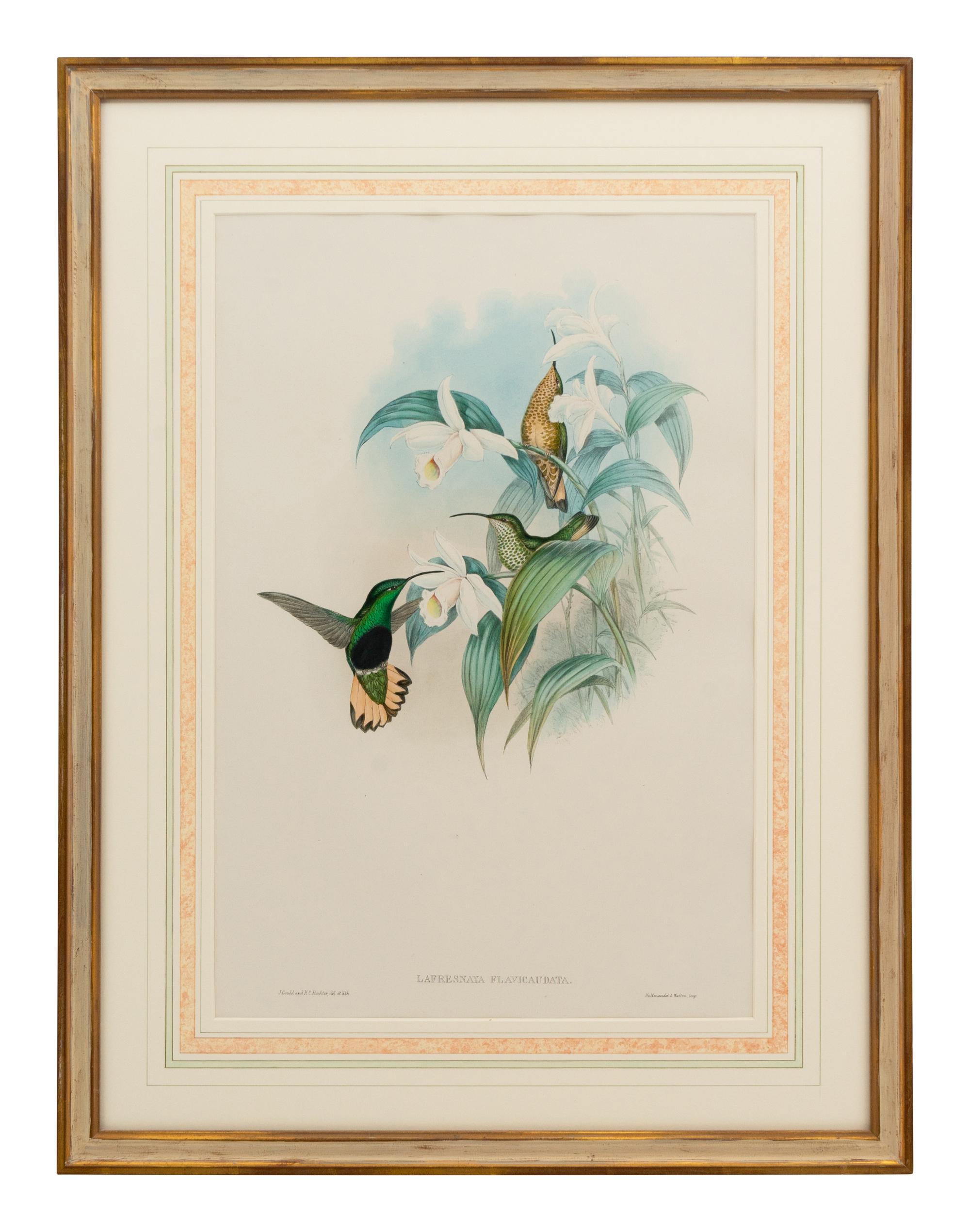 A Set of Five John Gould Naturalist Prints and an Associated Parrot Print