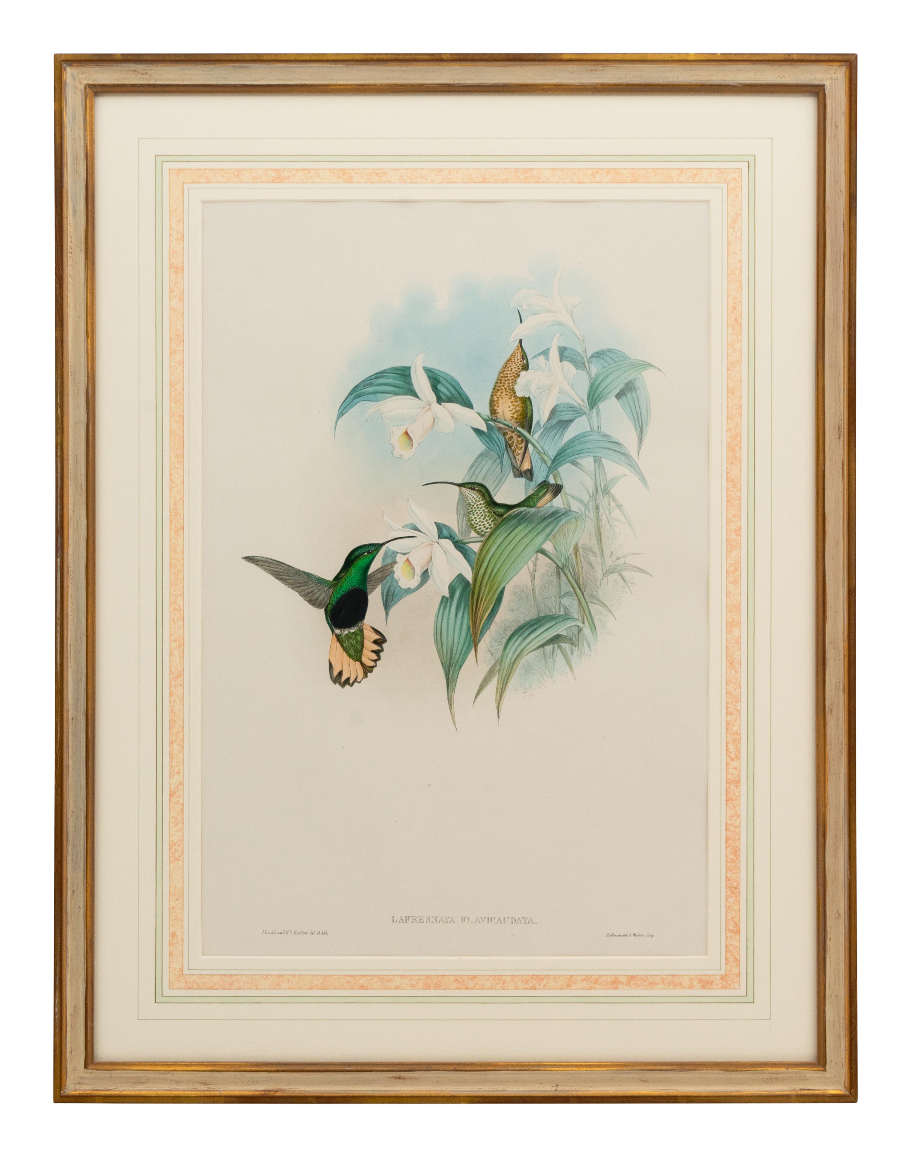A Set of Five John Gould Naturalist Prints and an Associated Parrot Print