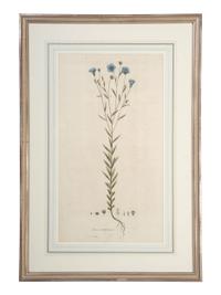 Five Hand-Colored Botanical Engravings