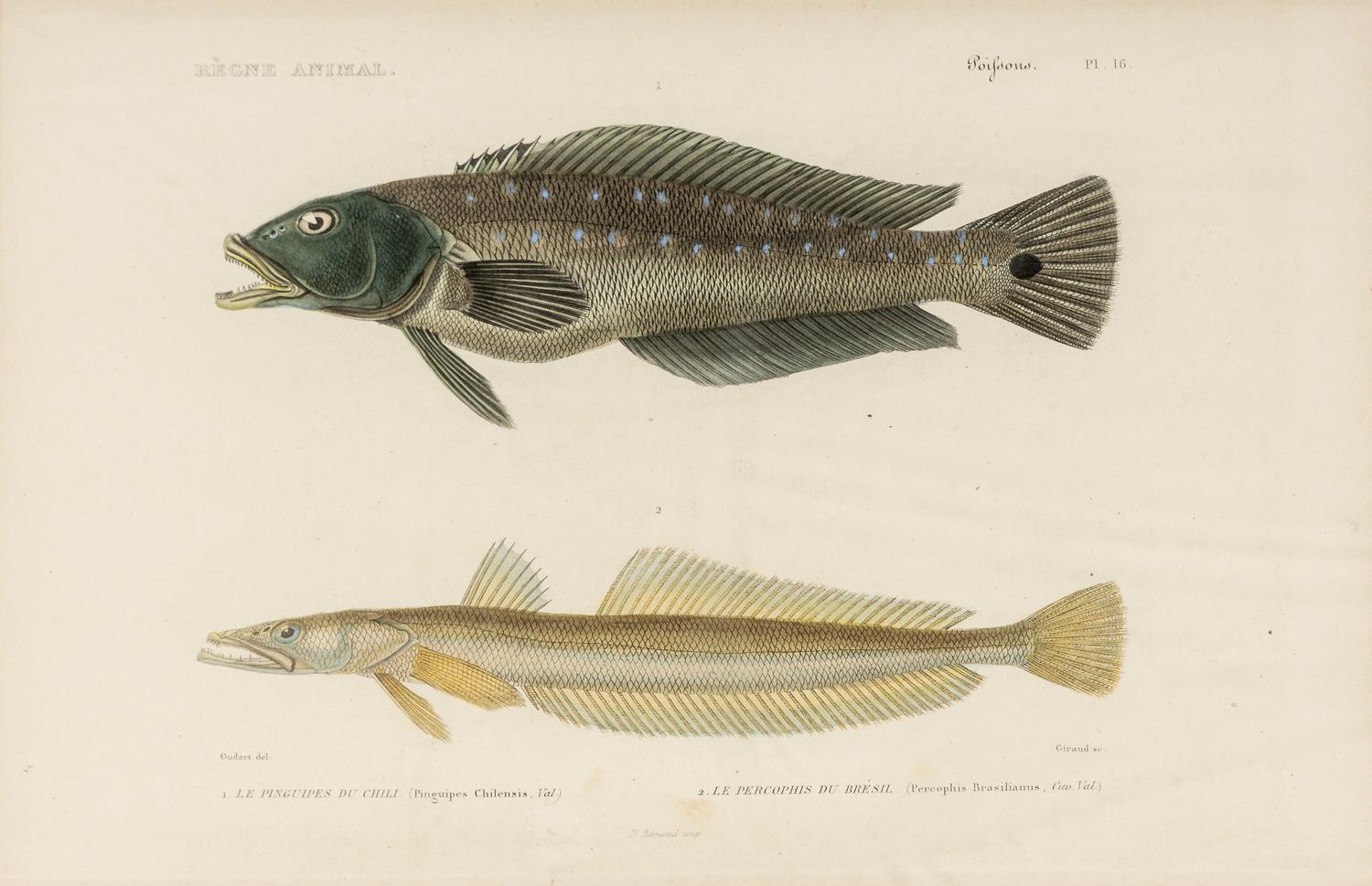 A Set of Eight Hand-Colored Fish Engravings