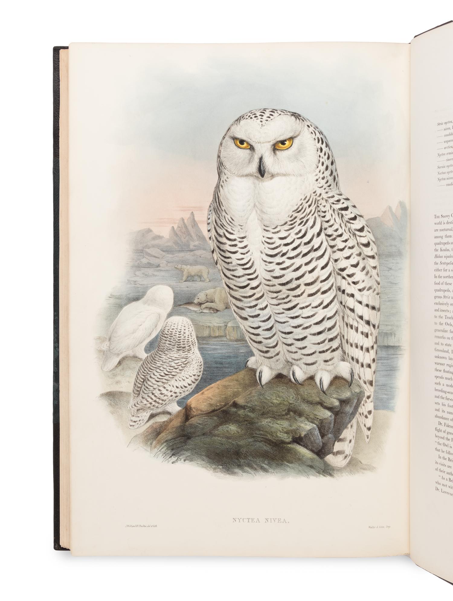 [NATURAL HISTORY]. GOULD, John (1804-1881). The Birds of Great Britain . London: Taylor and Francis, [1862-] 1873.
