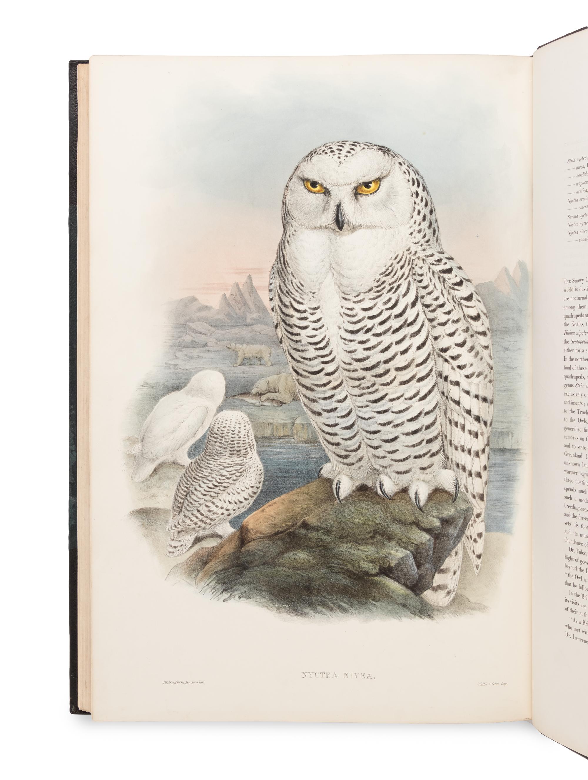 [NATURAL HISTORY]. GOULD, John (1804-1881). The Birds of Great Britain . London: Taylor and Francis, [1862-] 1873.