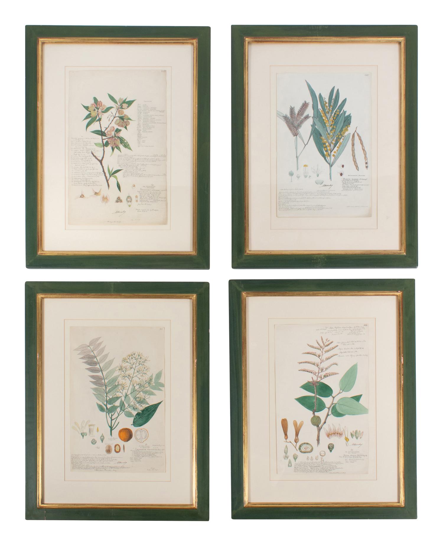 Four Botanical Watercolors