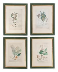 Four Botanical Watercolors