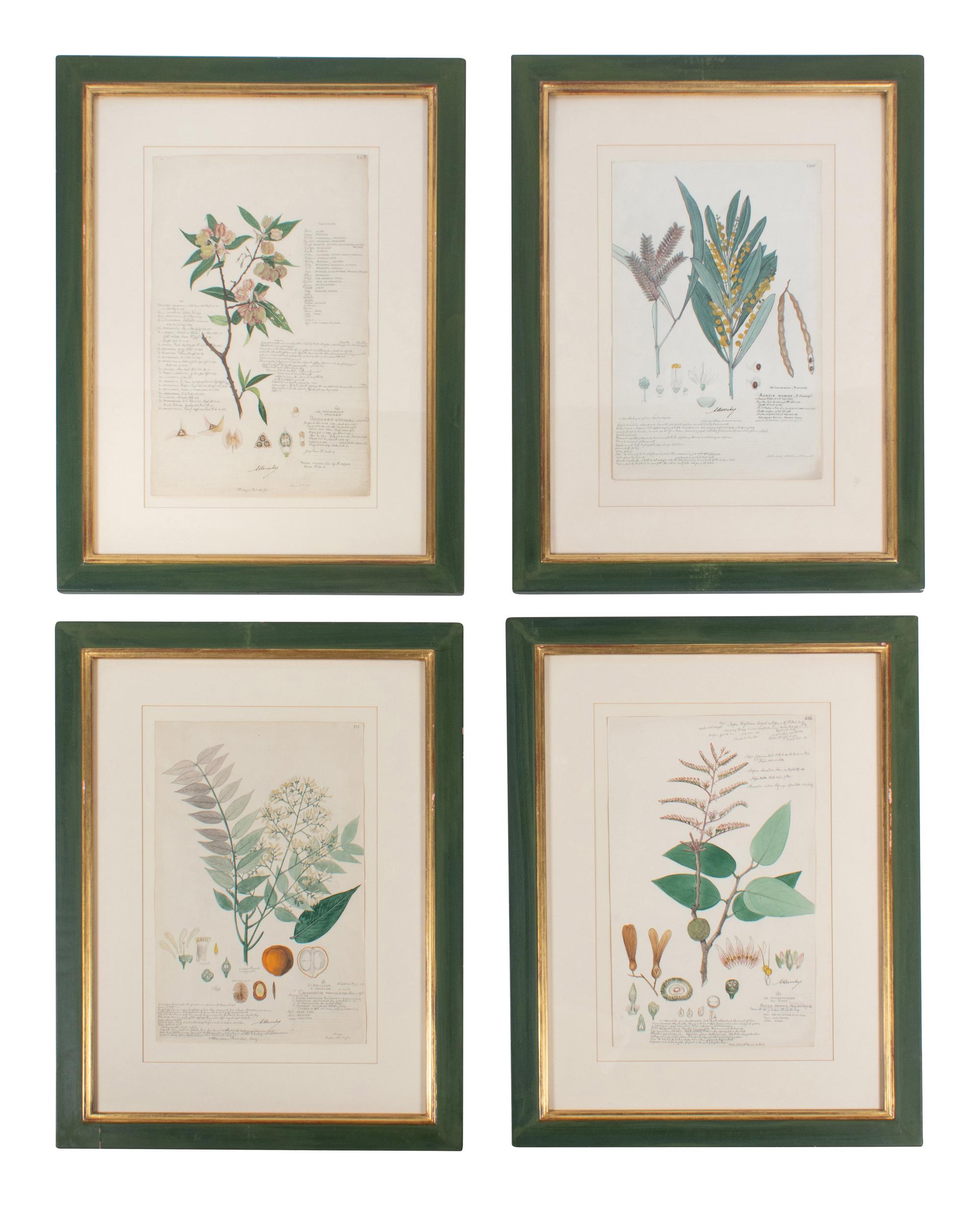 Four Botanical Watercolors