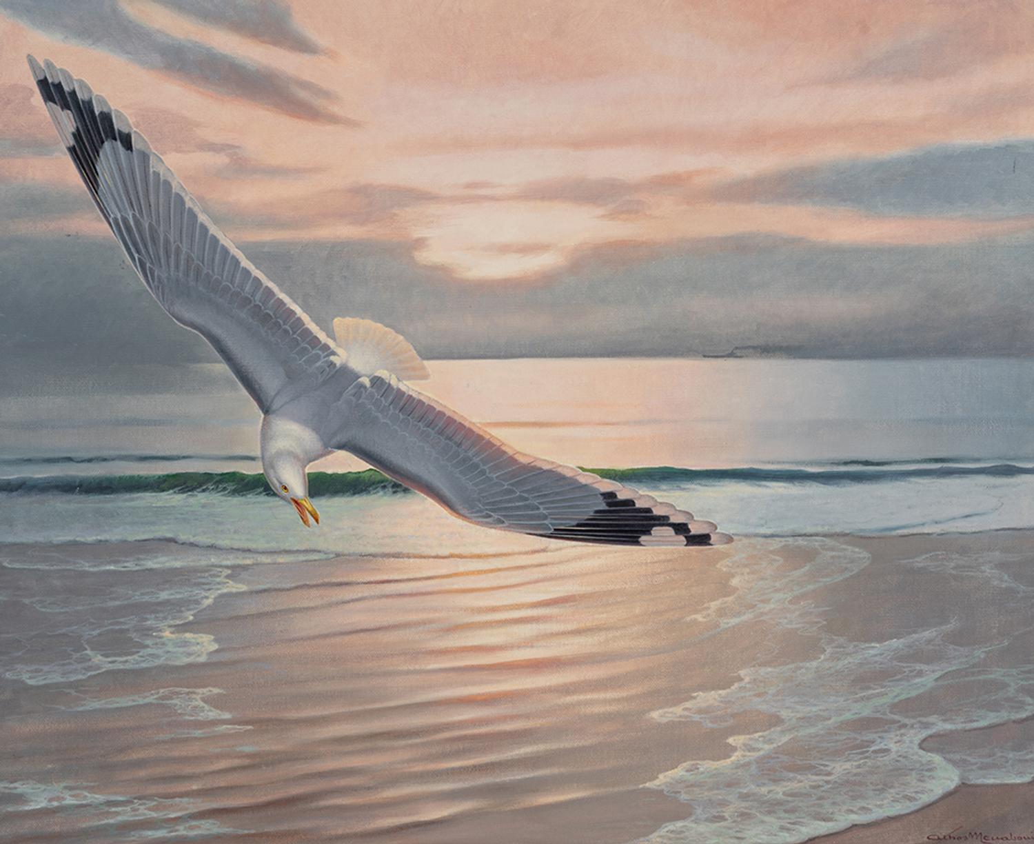 Sea Gull