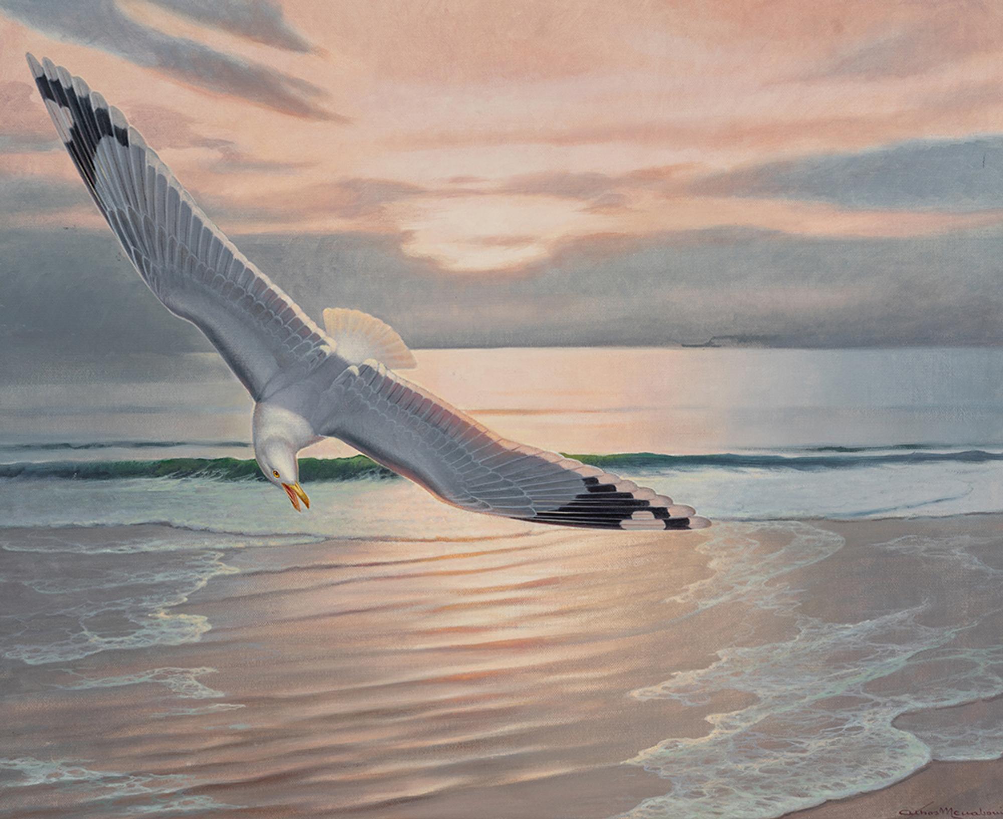 Sea Gull