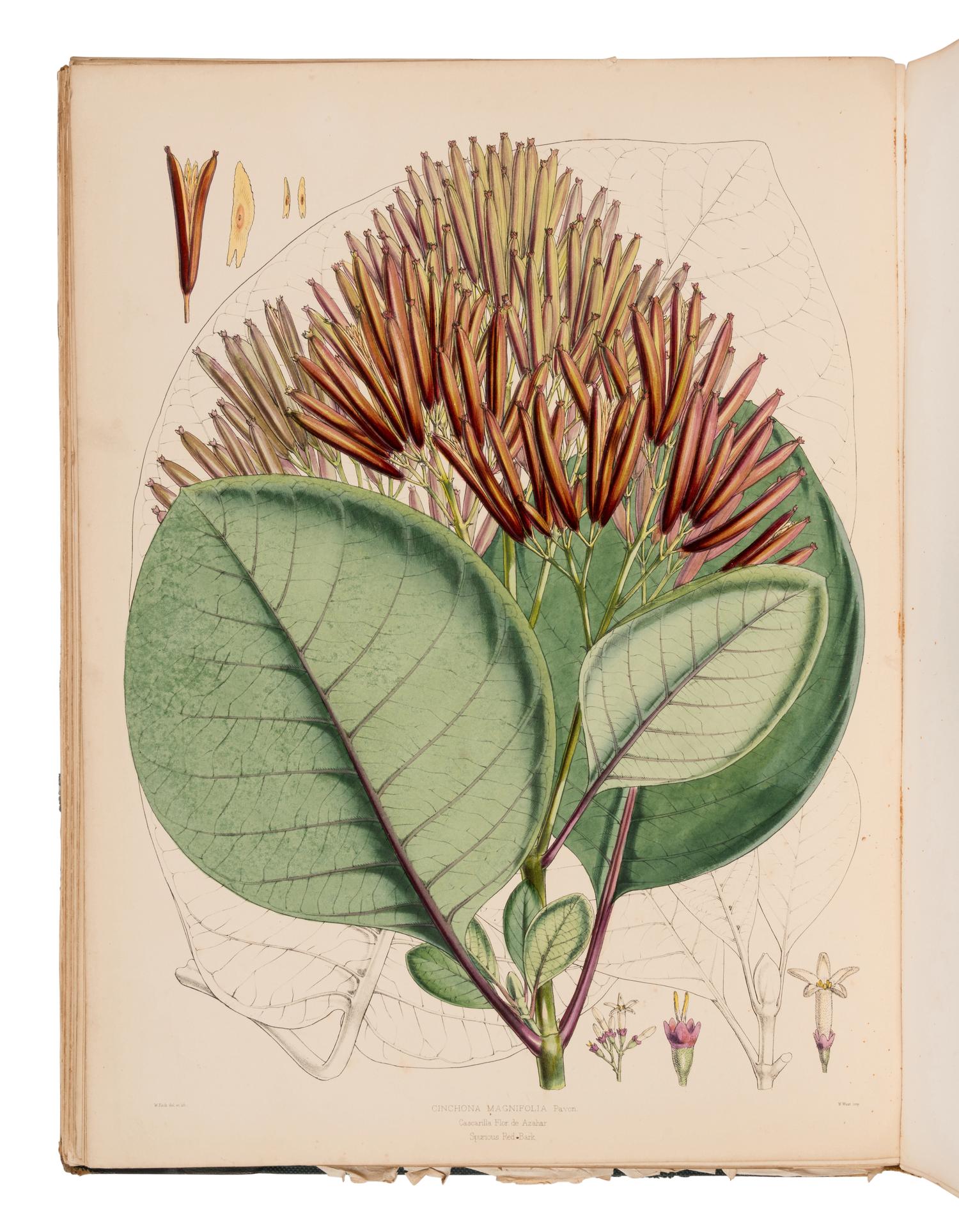HOWARD, John Eliot (1807-1883). Illustrations of the Nueva Quinologia of Pavon . London: Lovell Reeve, 1862.