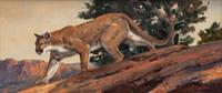 Canyon Cat Cougar