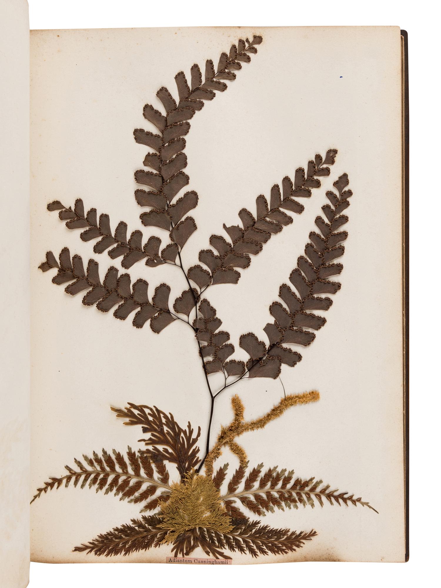 [SPECIMEN ALBUM - FERNS]. CRANWELL, Thomas. "New Zealand Ferns." Auckland, New Zealand, [ca 1875-1890].