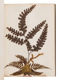 [SPECIMEN ALBUM - FERNS]. CRANWELL, Thomas. "New Zealand Ferns." Auckland, New Zealand, [ca 1875-1890].