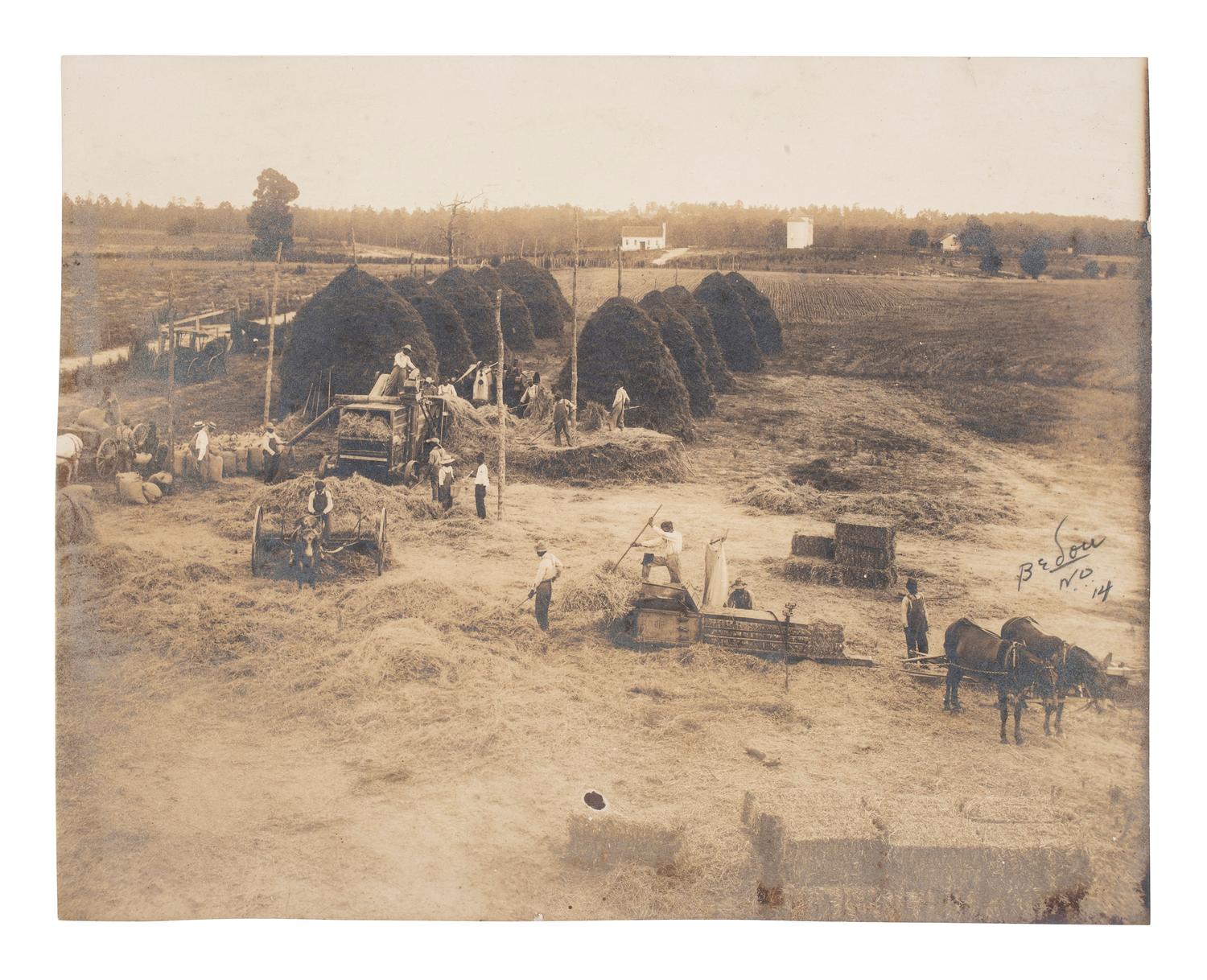 [EARLY PHOTOGRAPHY]. Photograph of African American workers baling hay. Credited to African American photographer Arthur P. BEDOU (1880-1966).