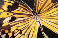 Monarchs