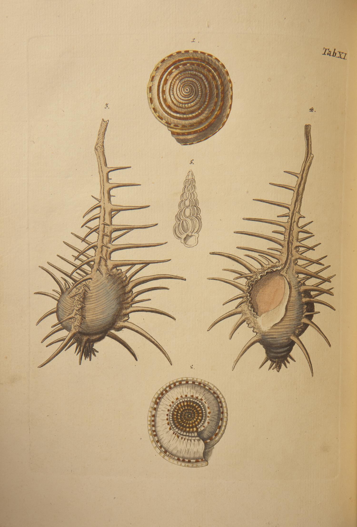 [Natural History] Knorr, Georg Wolfgang. Verlustiging der oogen en van den geest, of Verzameling van allerley bekende Hoorens en Schulpen...