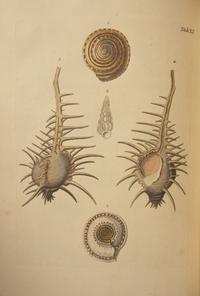 [Natural History] Knorr, Georg Wolfgang. Verlustiging der oogen en van den geest, of Verzameling van allerley bekende Hoorens en Schulpen...