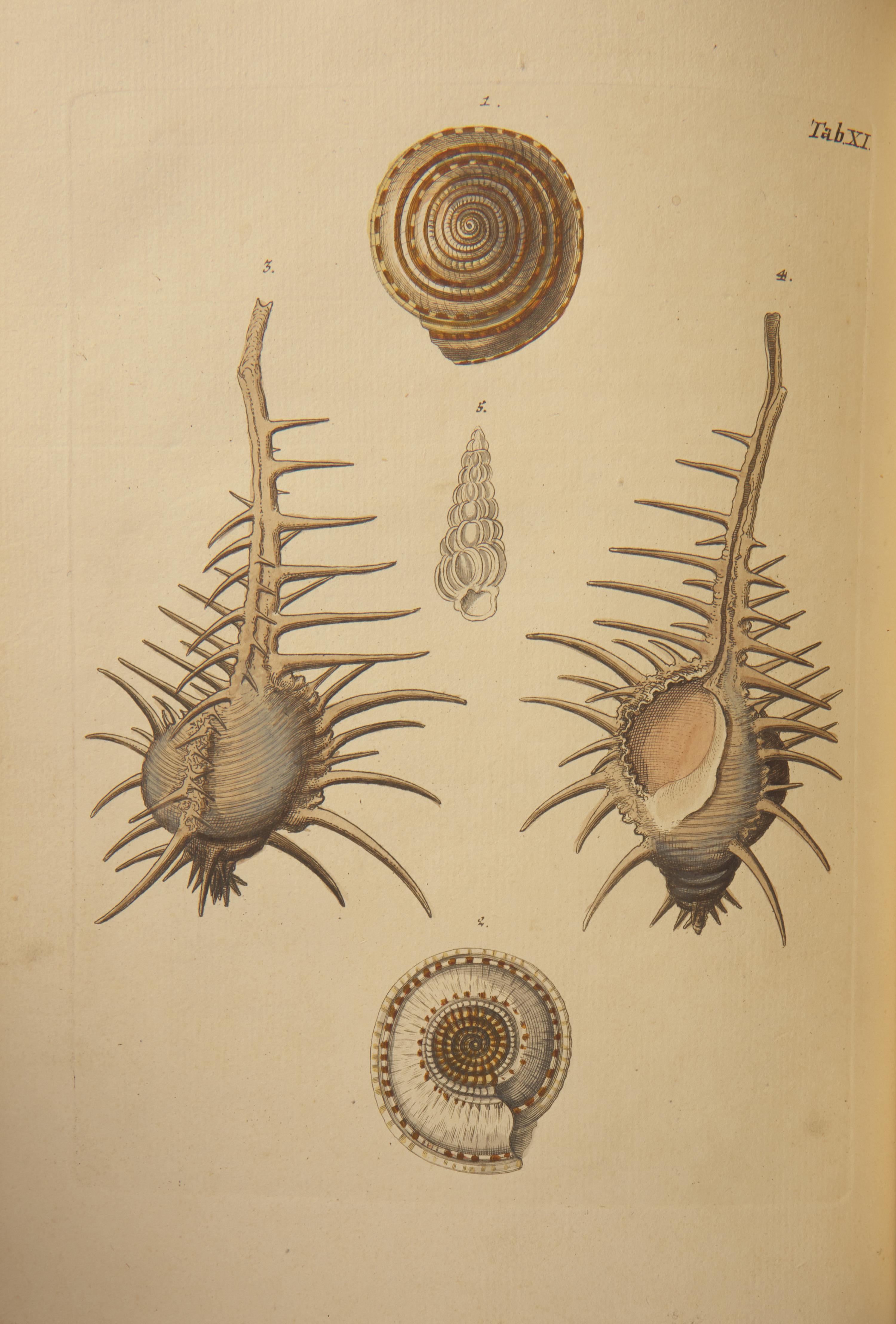 [Natural History] Knorr, Georg Wolfgang. Verlustiging der oogen en van den geest, of Verzameling van allerley bekende Hoorens en Schulpen...