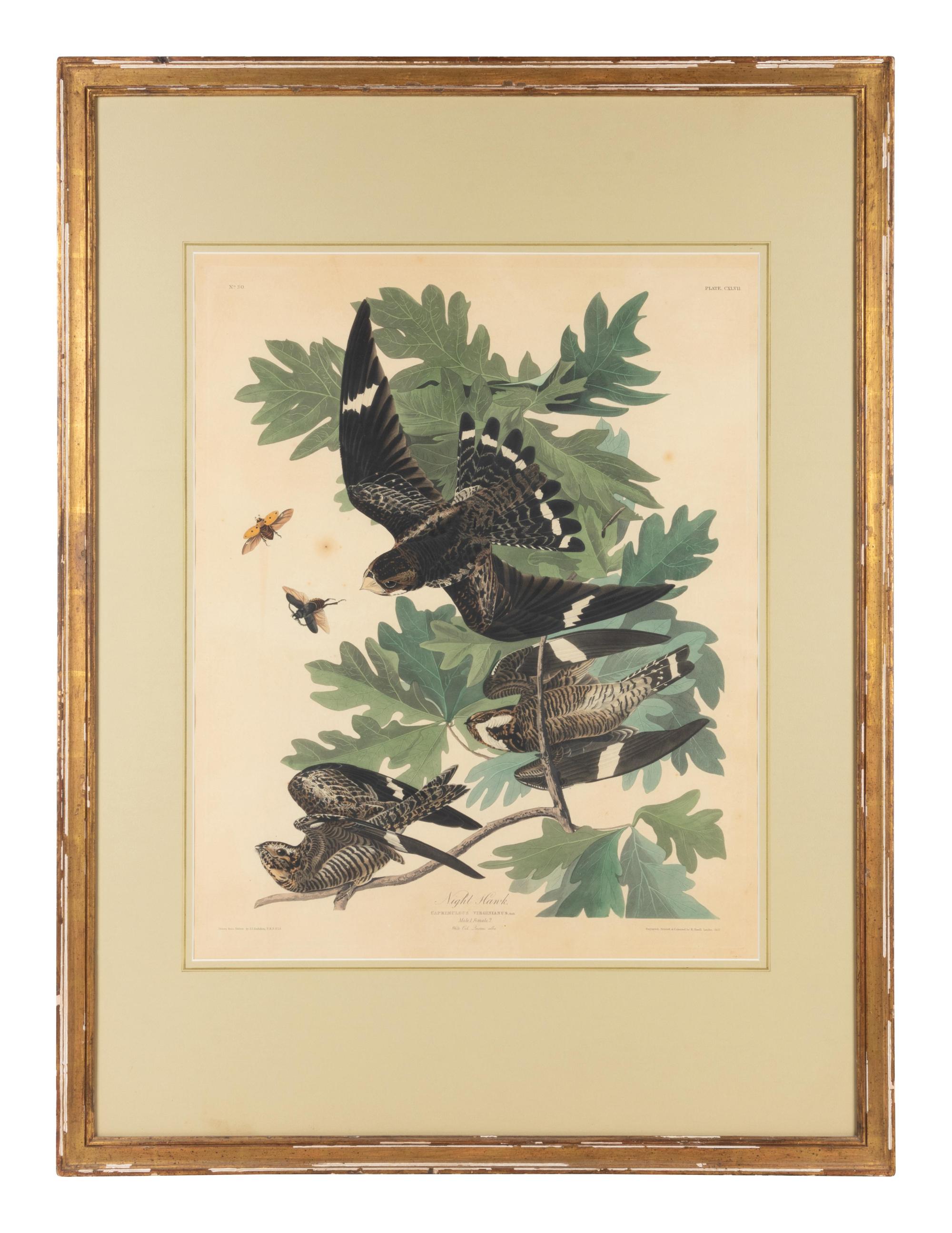 An Ornithological Print