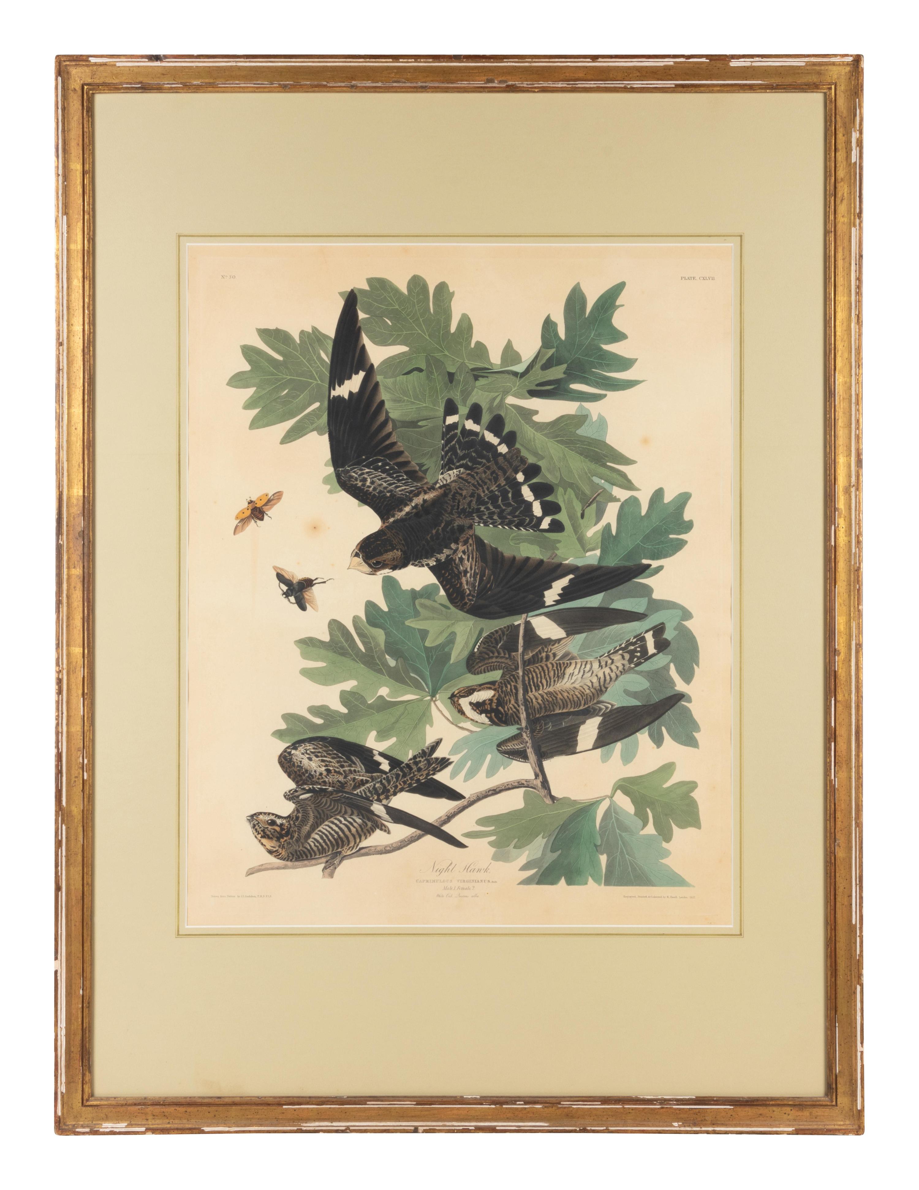 An Ornithological Print