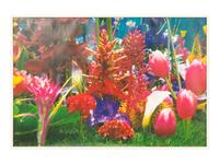 Garden² (complete portfolio of 8), 2000