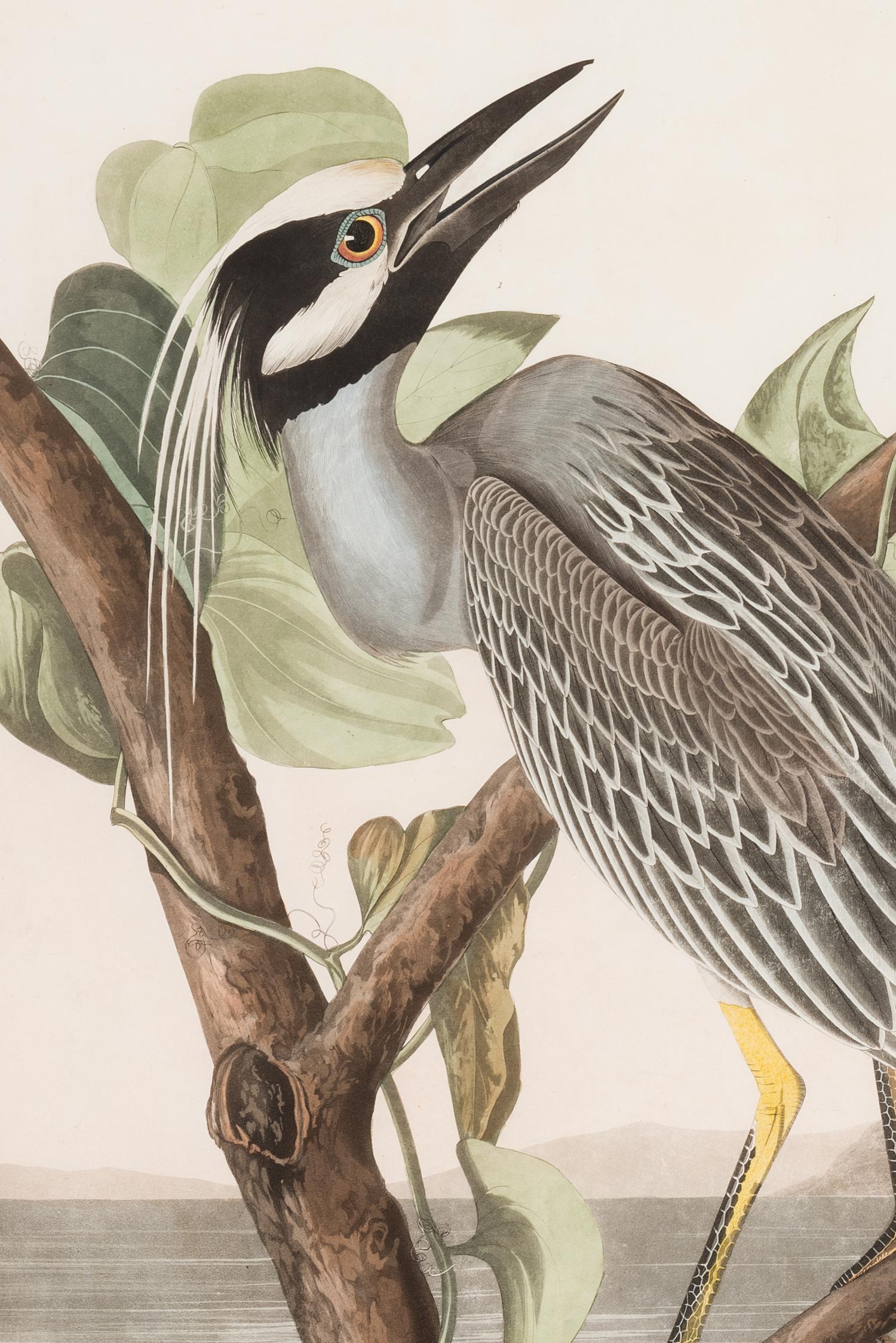 AUDUBON, John James (1785-1851)