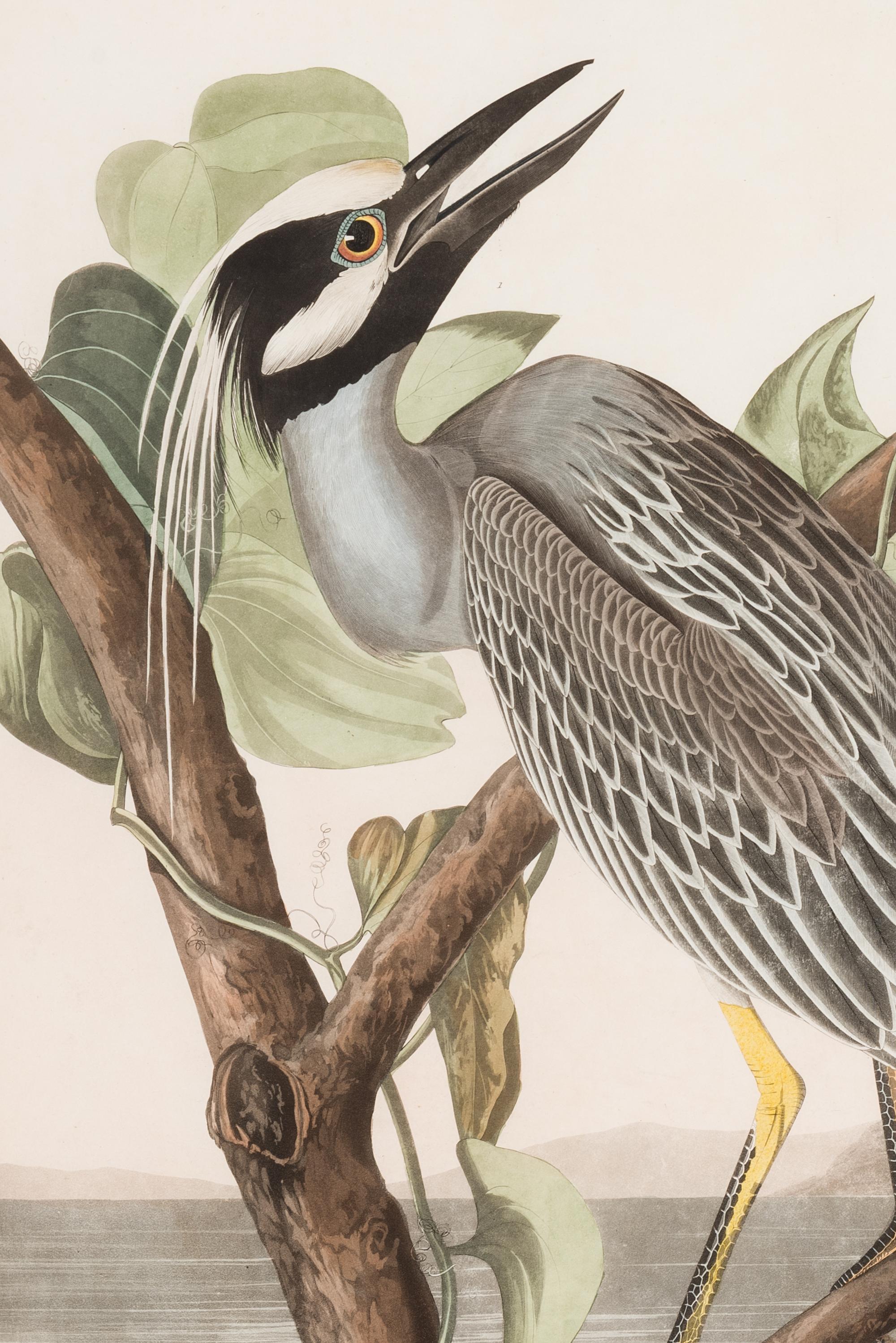 AUDUBON, John James (1785-1851)