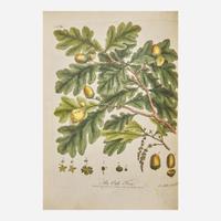 [Natural History] Evelyn, John Silva: Or, A Discourse of Forest-Trees…