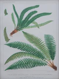 A Collection of Six Chromolithographs Largest 11 1/2 x 9 1/4 inches.