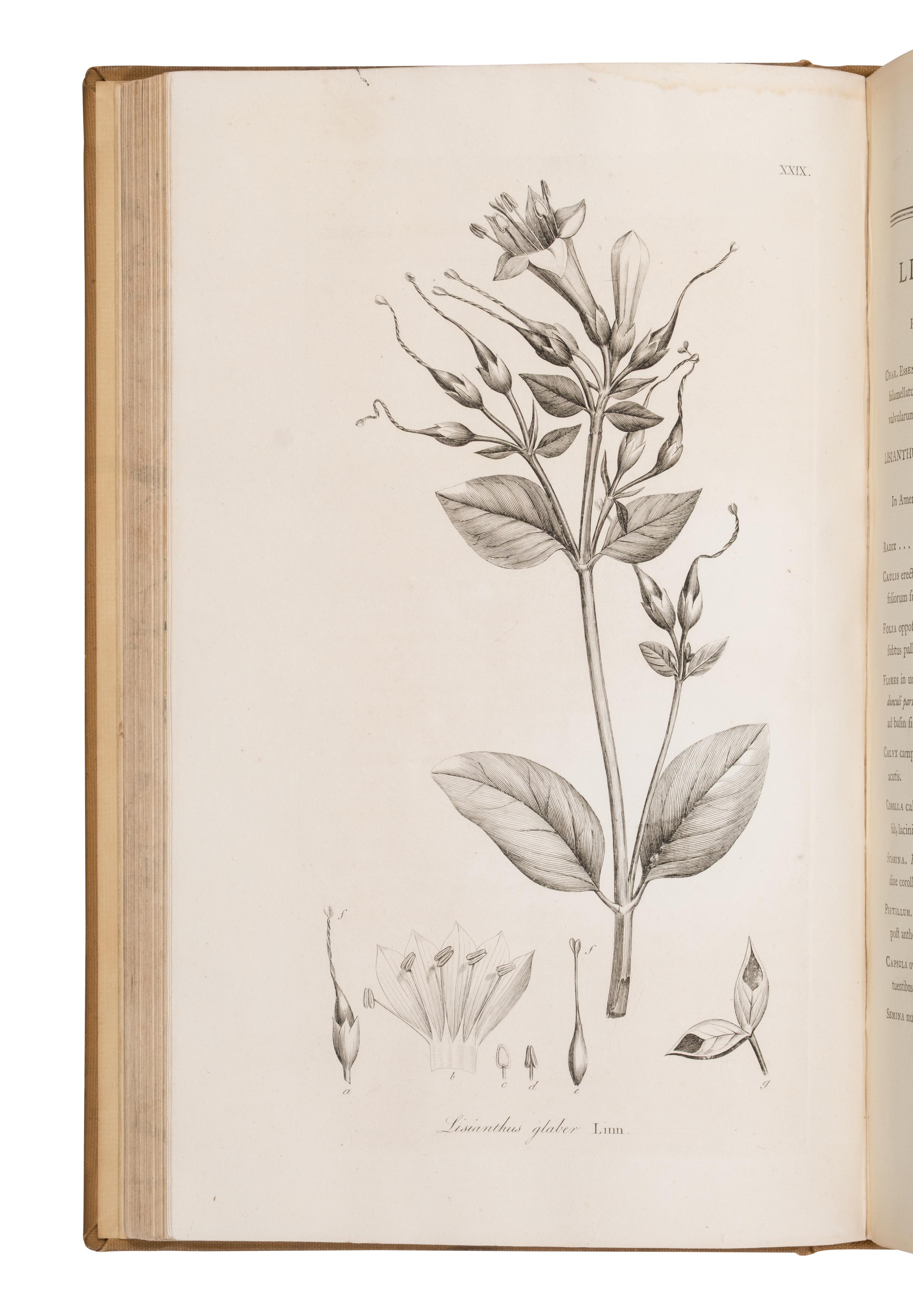 [Natural History] Smith, Sir James Edward. Plantarum Icones Hactenus Ineditae