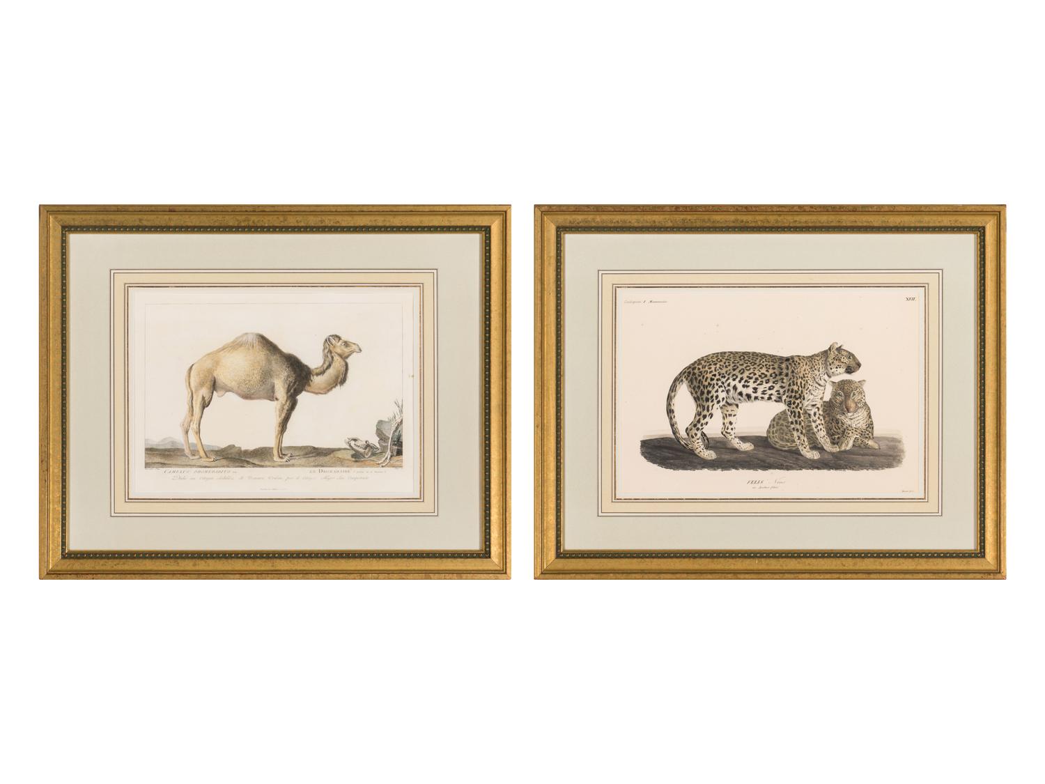 Two Printed Zoological Illustrations
