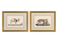 Two Printed Zoological Illustrations