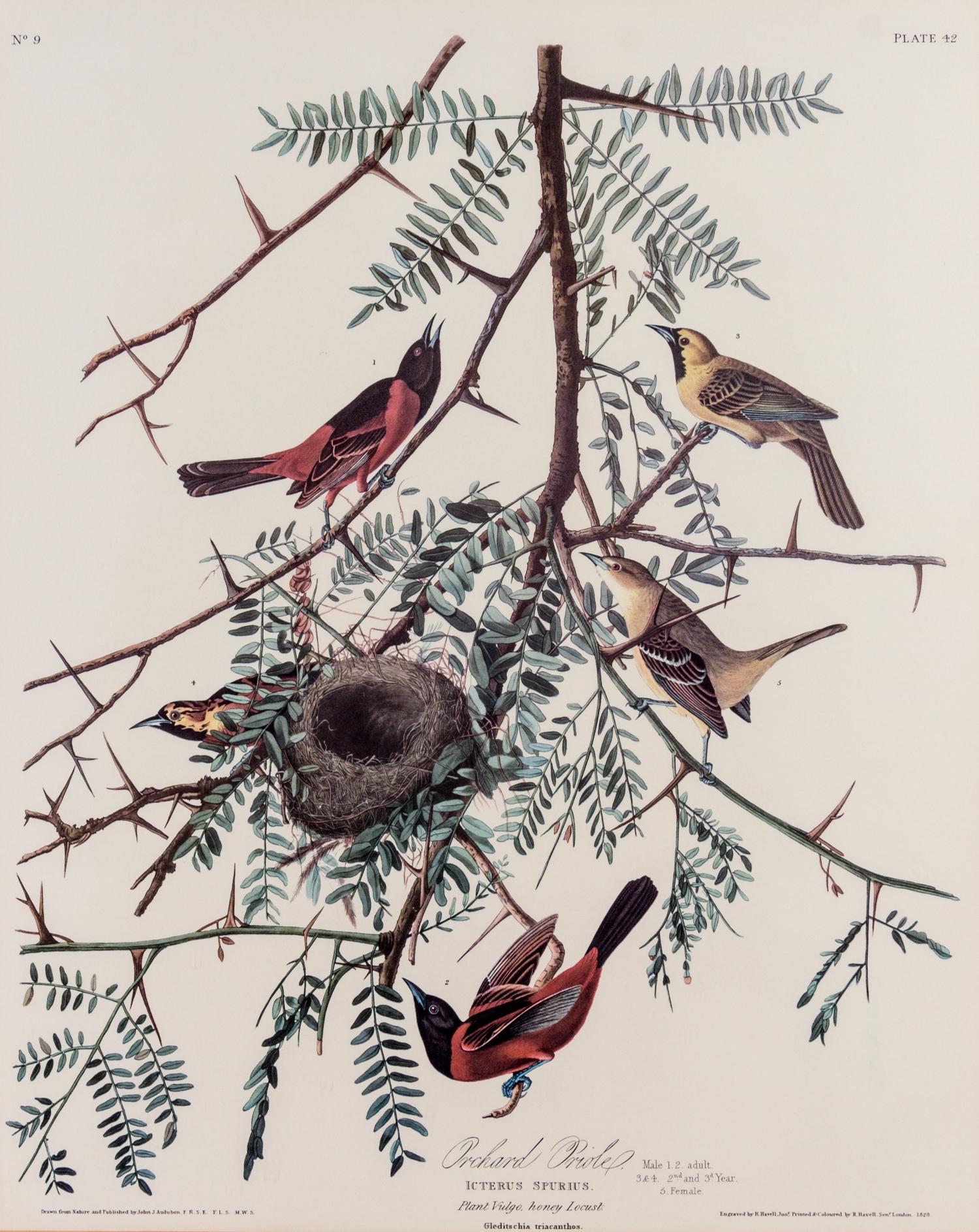 (ORNITHOLOGY) Facsimile print of Audubon's Orchard Oriole, Icterus Spurius, plate 42, no. 9.