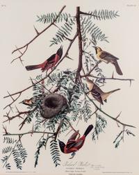 (ORNITHOLOGY) Facsimile print of Audubon's Orchard Oriole, Icterus Spurius, plate 42, no. 9.