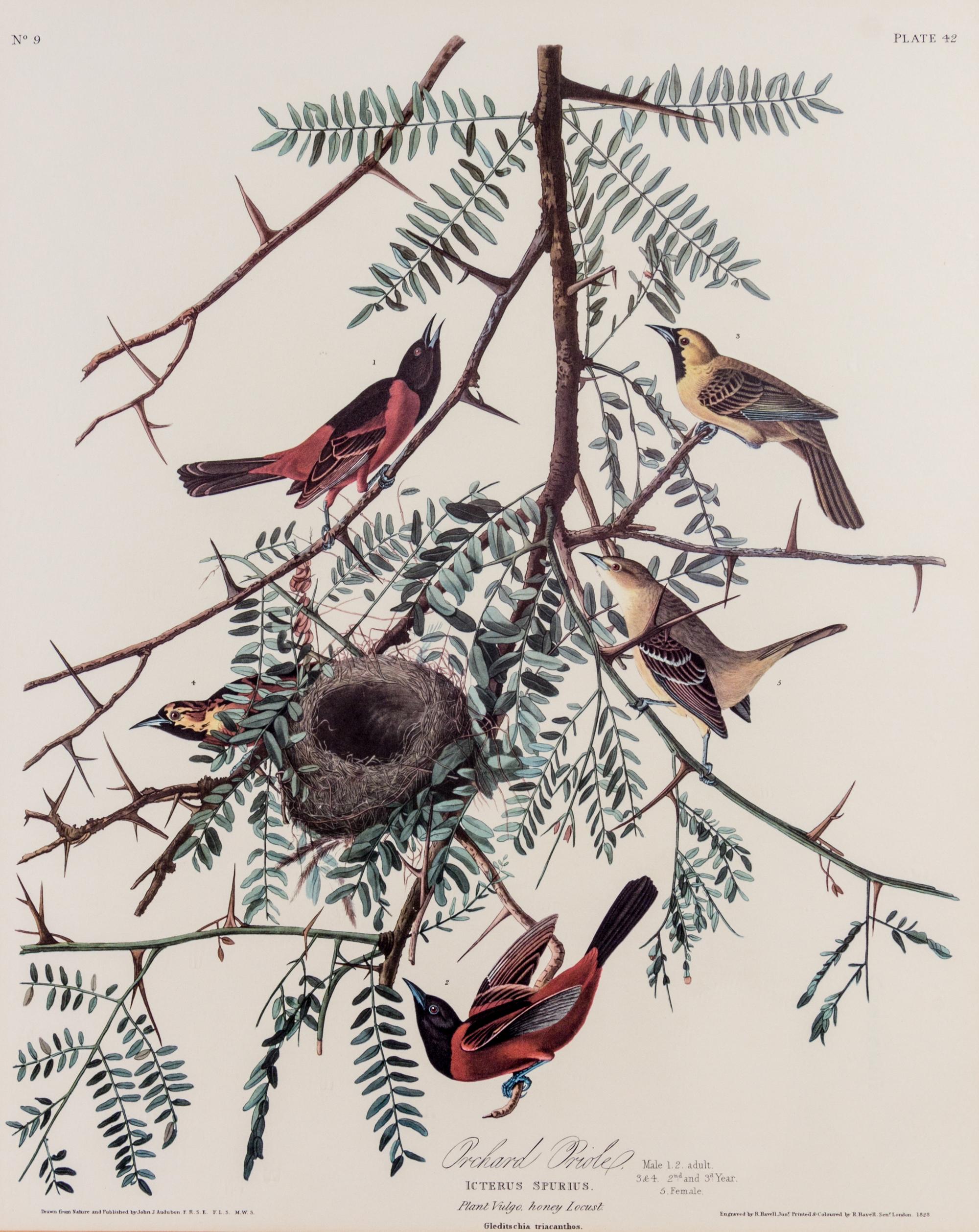 (ORNITHOLOGY) Facsimile print of Audubon's Orchard Oriole, Icterus Spurius, plate 42, no. 9.