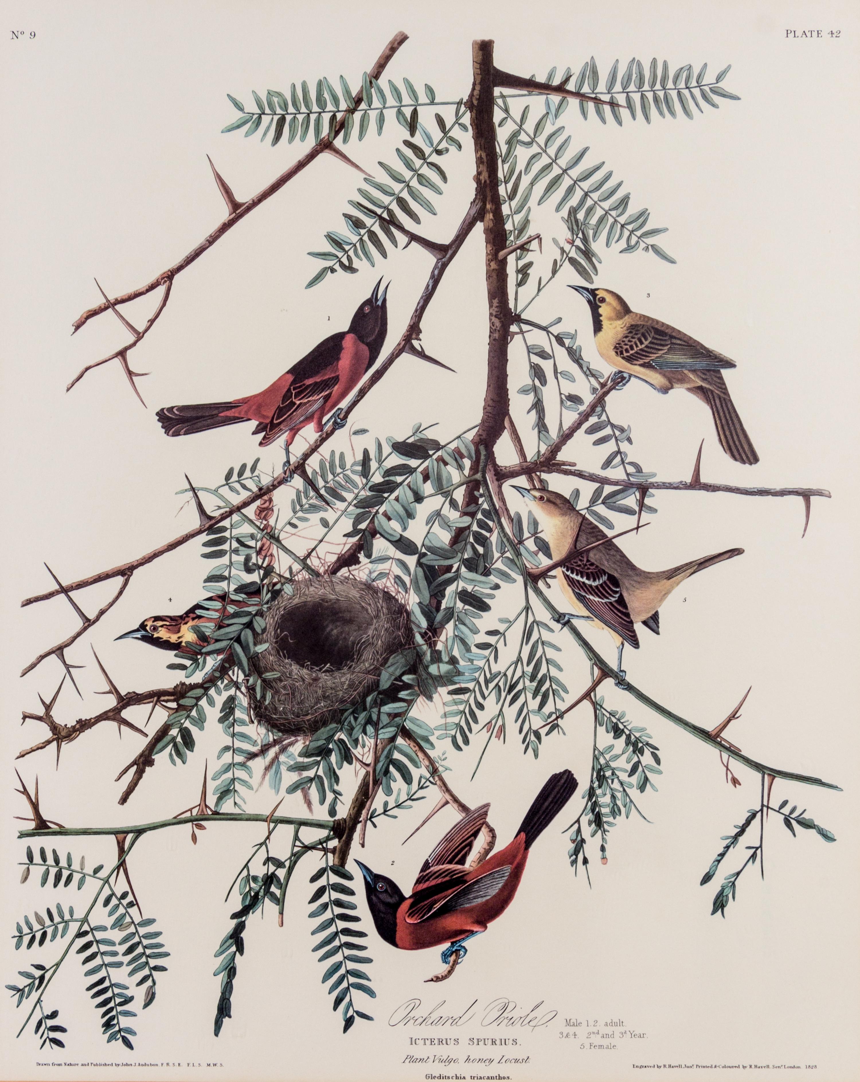 (ORNITHOLOGY) Facsimile print of Audubon's Orchard Oriole, Icterus Spurius, plate 42, no. 9.