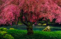 Tree of Dreams, 2010