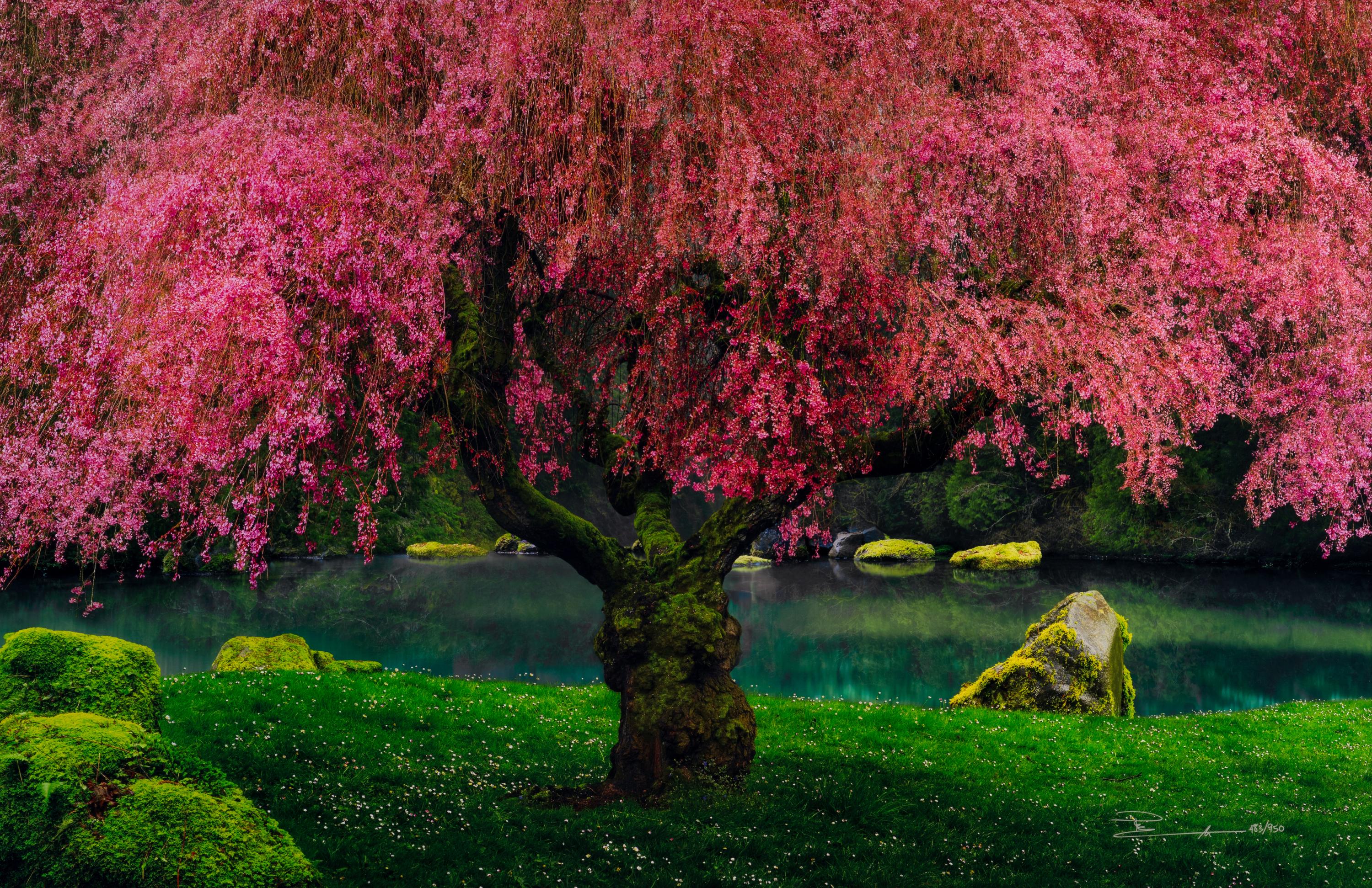 Tree of Dreams, 2010