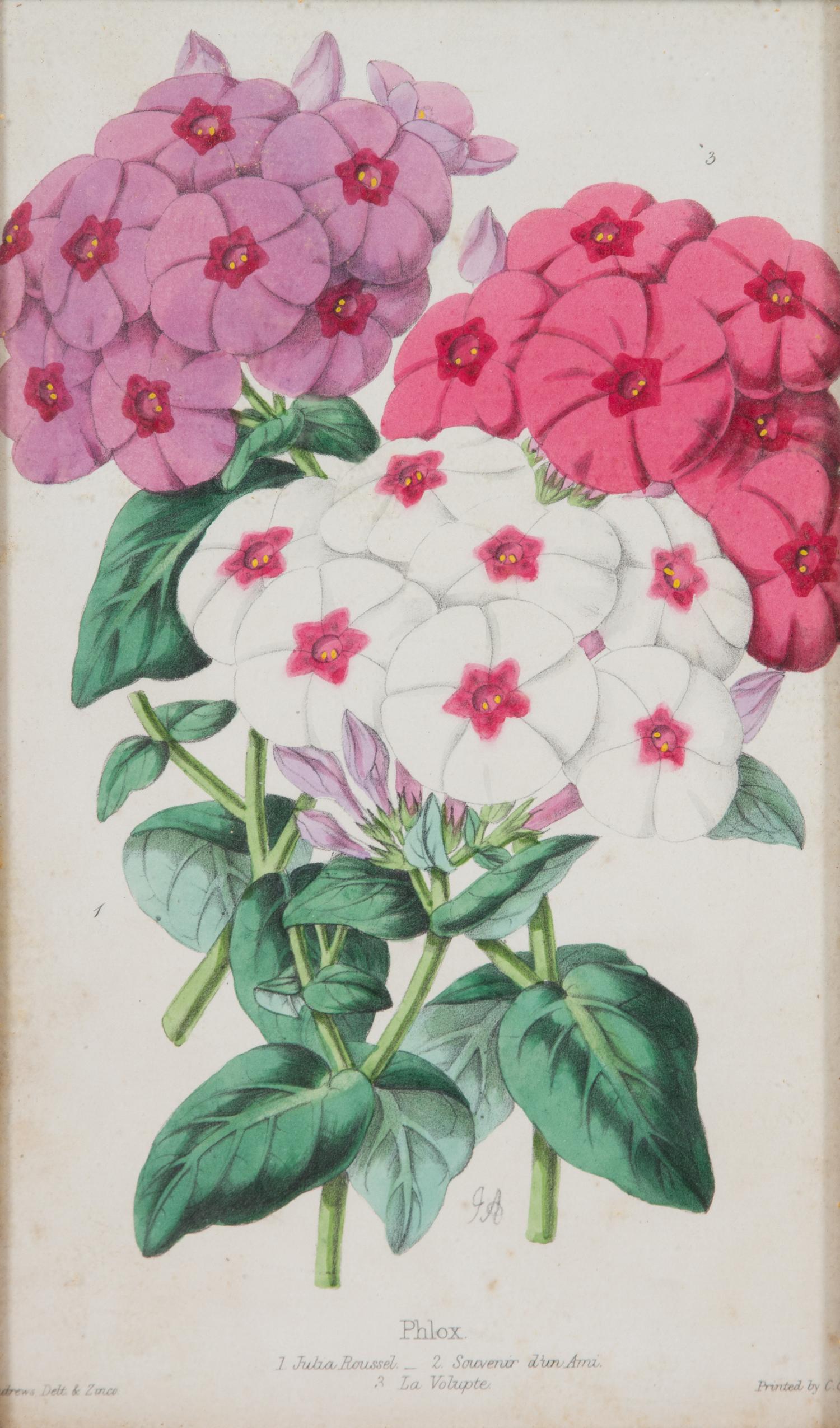 A Group of Seven Botanical Lithographs Height of each plate 8 x width 5 inches. — 20TH CENTURY