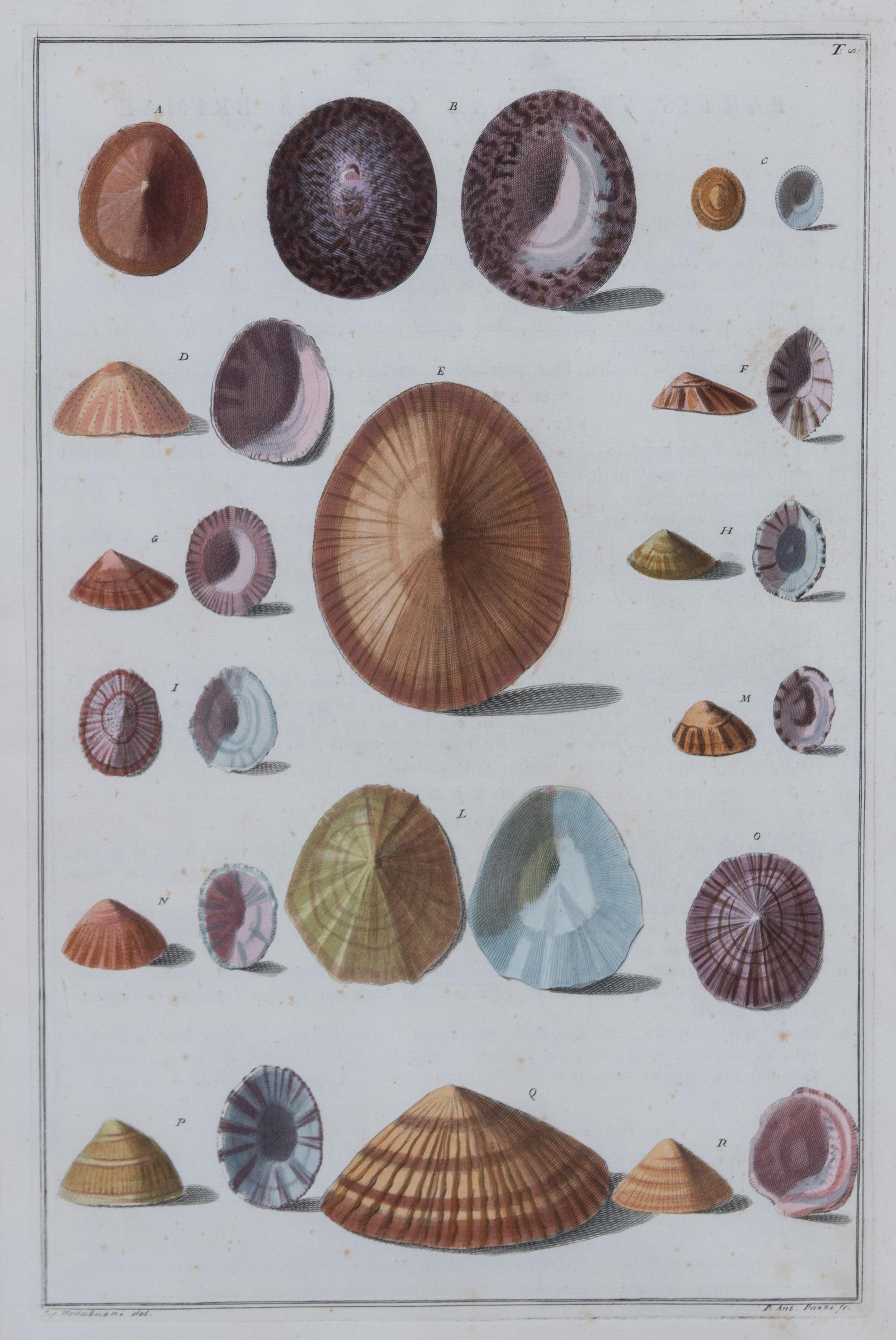 A Set of Four Italian Hand-Colored Shell Engravings